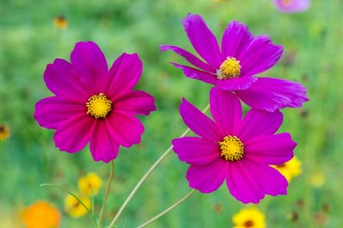 Bloom;Blossom;Blossoms;Botanical;Bud;Calm;Close-up;Cosmos;Floral;Floweret;Flowering;Flowers;Flowers & Plants;Healing;Health care;Healthcare;Image type;Macro;Nature;Pastoral;Petal;Petals;Photo specs;Pink;Stock categories;Yellow;bloom;botanicals;flora;floral;flower;green;magenta;oneness;peaceful;plant;plants;purple;restful;serene;soothing;tranquil;wildflower;zen