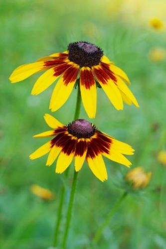 Yellow;Flora;Petals;Wildflower;Close-up;Flowering;Black-eyed Susan;close-up;Blossom;floral;Flower;botanical;Brown;Details;Flowers;Green;Petal;Red