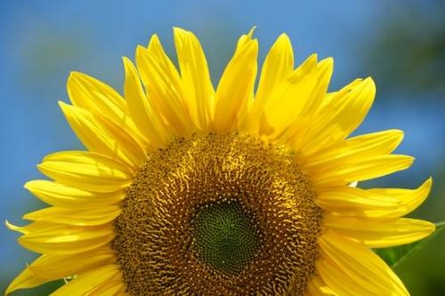 floral;Flowers;botanical;Sunflower;Close-up;Flowering;Flower;Wildflower;Petals;Gold;Yellow;Blossom;Flora;Petal