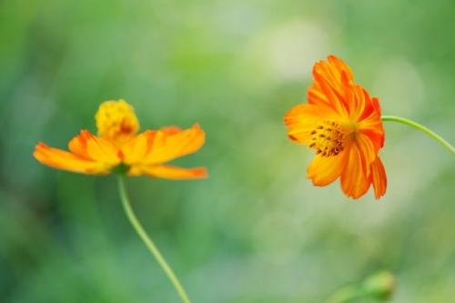 Flower;cosmos;botanical;Close-up;Flowering;Blossom;Orange;Petal;Gold;Wildflower;Cosmos Flowers;floral;green;Petals;Yellow;Flora;Flowers