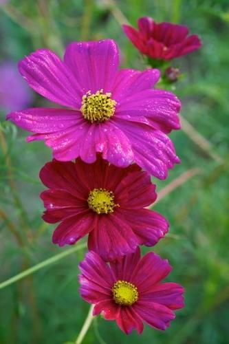Close-up;dew;Petals;Wildflower;droplet;Flora;Petal;water;Flowering;botanical;Blossom;drops;dew drops;floral;Flower;dewy;Flowers