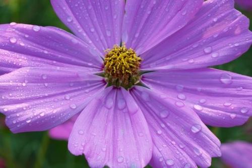 Petal;Green;Petals;Flower;Flora;Lavender;Blossom;Flowering;botanical;droplet;Wildflower;Pink;dew drops;Close-up;floral;water;Purple;dew;drops;Flowers;dewy