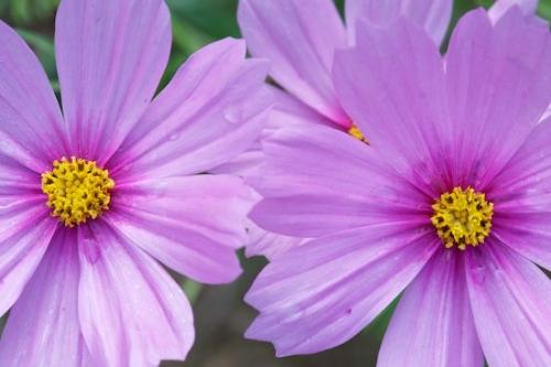 dew drops;floral;Flowers;Petals;water;Purple;Lavender;dew;botanical;Flowering;Petal;Close-up;drops;Green;Wildflower;dewy;Flower;Blossom;Pink;Flora;droplet