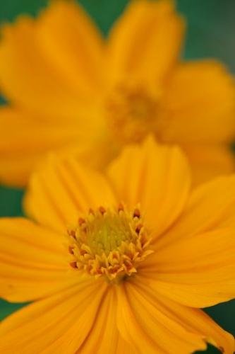 Flora;Peaceful;Close-up;Flowers;Petal;Flowering;botanical;Petals;Wildflower;close-up;floral;Blossom;Details;Oneness;Flower