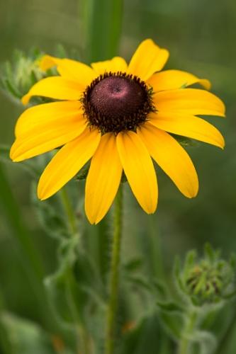 Black-eyed Susan;Bloom;Blossom;Blossoms;Brown;Bud;Calm;Close-up;Floral;Floweret;Flowering;Flowers;Flowers & Plants;Gold;Healing;Health care;Healthcare;Macro;Nature;Pastoral;Petal;Yellow;bloom;flora;floral;flower;green;oneness;peaceful;plants;restful;serene;soothing;tranquil;wildflower;zen