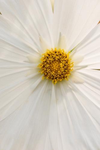 Abstract;Bloom;Blossom;Blossoms;Bud;Calm;Close-up;Cosmos;Floweret;Flowering;Flowers;Flowers & Plants;Healing;Health care;Healthcare;Line;Macro;Minimalism;Nature;Pastoral;Petal;Petals;Seasons;Spring;Springtime;Stamen;Summer;Summertime;Waterscape;Yellow;bloom;flora;floral;flower;oneness;orange;pattern;peaceful;plants;restful;serene;soothing;tranquil;wildflower;zen