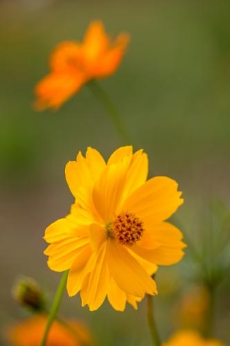 Bloom;Blossom;Blossoms;Botanical;Bud;Calm;Close-up;Cosmos;Floral;Floweret;Flowering;Flowers;Flowers & Plants;Gold;Healing;Health care;Healthcare;Macro;Nature;Pastoral;Petal;Sunlight;Sunshine;Yellow;bloom;botanicals;flora;floral;flower;green;oneness;orange;peaceful;plant;plants;restful;serene;soothing;sunlit;tranquil;wildflower;zen