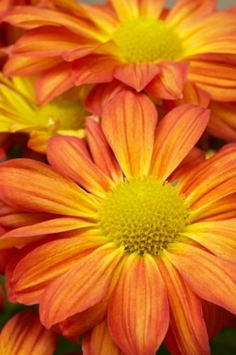 floral;botanical;Bloom;Stamen;Green;Yellow;Petals;Gold;Flowering;Orange;Flora;Blossom;Close-up;Flower