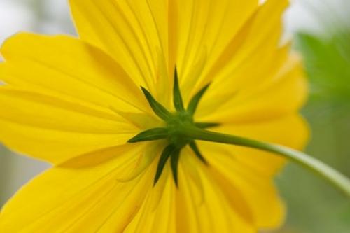 Flowering;Flowers;Flora;botanical;Yellow;Petals;Flower;Cosmos Flowers;floral;green;cosmos;Blossom;Close-up;Petal;Wildflower