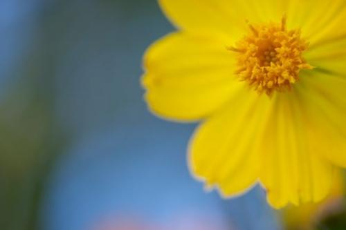 Close-up;flower;Cosmos Flowers;Pistil;Flower;Cosmos;floral;Orange;Blossom;Petals;Flora;Bloom;Flowering