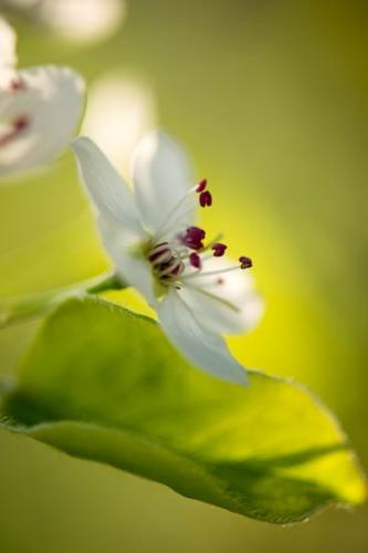 Bloom;Blossom;Blossoms;Cherry Blossom;Close-up;Flower;Floweret;Flowering;Flowers;Green;Leaf;Petal;Petals;Pistil;Plant;Stamen;bloom;botanical;flora;floral