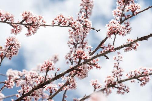 Bloom;Blossom;Blossoms;Blue;Branches;Brown;Close-up;Cloud;Cloud Formation;Clouds;Flower;Floweret;Flowering;Flowers;Healing;Health care;Healthcare;Magenta;Modern;Oneness;Oriental;Pastoral;Peaceful;Petal;Petals;Pink;Plant;Red;Sky;Tree;Wabi Sabi;bloom;botanical;botanicals;calm;contemporary;contemporary art;flora;floral;limbs;plum;restful;serene;soothing;tranquil;tree limbs;zen