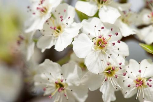 Bloom;Blossom;Blossoms;Bradford Pear;Close-up;Flower;Floweret;Flowering;Flowers;Healing;Health care;Healthcare;Macro;Nature;Oneness;Peaceful;Petal;Petals;Plant;Plants;Spring;Springtime;White;bloom;botanical;botanicals;calm;flora;floral;restful;serene;soothing;tranquil;zen