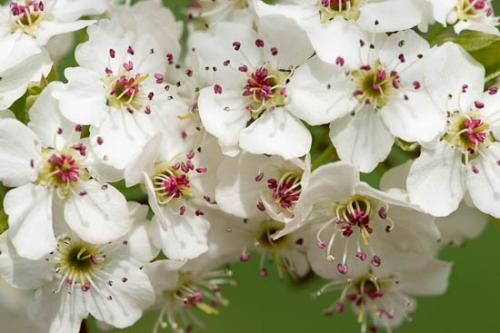 Bloom;Blossom;Blossoms;Bradford Pear;Close-up;Flower;Floweret;Flowering;Flowers;Healing;Health care;Healthcare;Macro;Nature;Oneness;Peaceful;Petal;Petals;Plant;Plants;Spring;Springtime;White;bloom;botanical;botanicals;calm;flora;floral;restful;serene;soothing;tranquil;zen