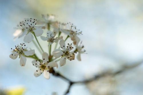 Bloom;Blossom;Blossoms;Bradford Pear;Close-up;Flower;Floweret;Flowering;Flowers;Healing;Health care;Healthcare;Macro;Nature;Oneness;Peaceful;Petal;Petals;Plant;Plants;Spring;Springtime;White;bloom;botanical;botanicals;calm;flora;floral;restful;serene;soothing;tranquil;zen