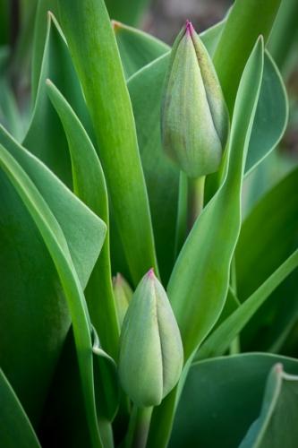 Bloom;Blossom;Blossoms;Botanical;Bud;Calm;Close-up;Floral;Floweret;Flowering;Flowers;Flowers & Plants;Healing;Health care;Healthcare;Leaf;Macro;Nature;Pastoral;Petal;Seasons;Spring;Springtime;bloom;botanicals;flora;floral;flower;green;leaves;oneness;peaceful;plant;restful;serene;soothing;tranquil;tulip;zen