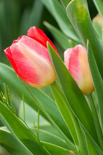 Bloom;Blossom;Blossoms;Botanical;Bud;Calm;Close-up;Floral;Floweret;Flowering;Flowers;Flowers & Plants;Healing;Health care;Healthcare;Leaf;Macro;Nature;Pastoral;Petal;Pink;Yellow;bloom;botanicals;flora;floral;flower;green;leaves;oneness;orange;peaceful;plant;red;restful;serene;soothing;tranquil;tulip;zen