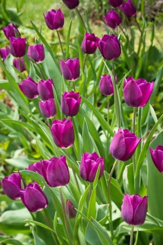 Bloom;Blossom;Close-up;Flower;Flowers;Lavender;Petal;Plant;Purple;botanical;bud;flora;tulip