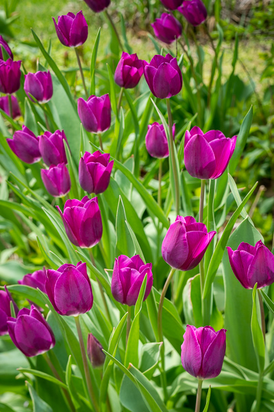 Bloom;Blossom;Blossoms;Botanical;Bud;Calm;Close-up;Concepts;Cool Colors;Cool Palette;Cool Tones;Flora;Floral;Flower;Floweret;Flowering;Flowers;Flowers & Plants;Green;Greens;Healing;Health care;Healthcare;Lavender;Macro;Nature;Oneness;Pastoral;Petal;Petals;Plant;Purple;Sunlight;Sunshine;Violet;bloom;color;flora;floral;flower;landscape;peaceful;plant;plants;purple;restful;serene;soothing;sunlit;tranquil;tulip;zen