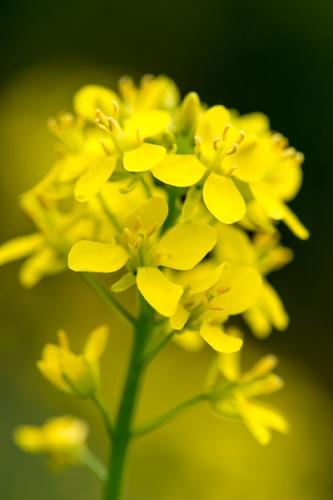 Bloom;Blossom;Blossoms;Botanical;Bud;Calm;Close-up;Floral;Floweret;Flowering;Flowers;Flowers & Plants;Healing;Health care;Healthcare;Macro;Nature;Pastoral;Petal;Petals;Yellow;bloom;botanicals;flora;floral;flower;green;oneness;peaceful;plant;restful;serene;soothing;tranquil;wildflower;zen