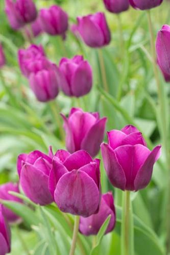 Bloom;Blossom;Close-up;Flower;Flowers;Lavender;Petal;Plant;Purple;botanical;bud;flora;tulip