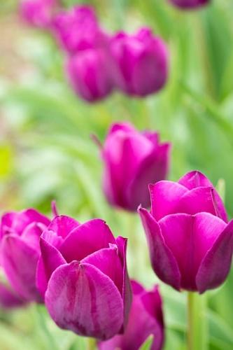 Bloom;Blossom;Close-up;Flower;Flowers;Lavender;Petal;Plant;Purple;botanical;bud;flora;tulip