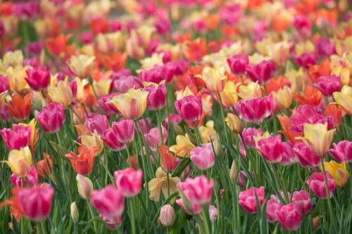 Bloom;Blossom;Close-up;Flower;Flowers;Petal;Plant;botanical;bud;flora;tulip