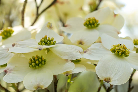 Bloom;Blossom;Close-up;Dogwood;Flower;Flowers;Green;Oneness;Peaceful;Petal;Plant;Spring;White;botanical;bud;flora;zen