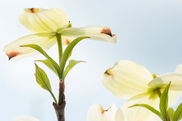 Bloom;Blossom;Blossoms;Botanical;Branches;Calm;Close-up;Dogwood;Floral;Floweret;Flowering;Flowers;Flowers & Plants;Healing;Health care;Healthcare;Macro;Nature;Pastoral;Petal;Plant;Tree;Yellow;bloom;botanicals;flora;floral;flower;green;landscape;oneness;peaceful;plant;plants;restful;serene;soothing;tranquil;zen