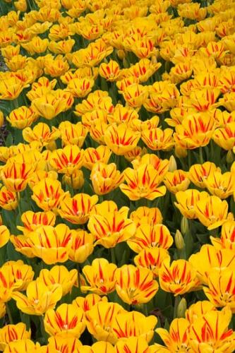 Abstract;Abstraction;Bloom;Blossom;Close-up;Elowers;Flower;Green;Orange;Pattern;Petal;Plant;Red;Yellow;botanical;bud;flora;tulip