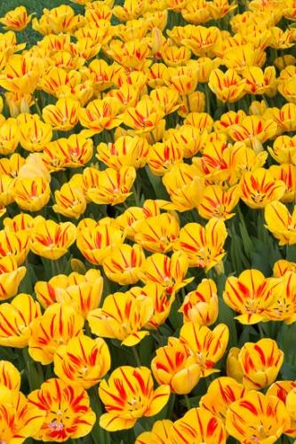 Abstract;Abstraction;Bloom;Blossom;Close-up;Elowers;Flower;Green;Orange;Pattern;Petal;Plant;Red;Yellow;botanical;bud;flora;tulip