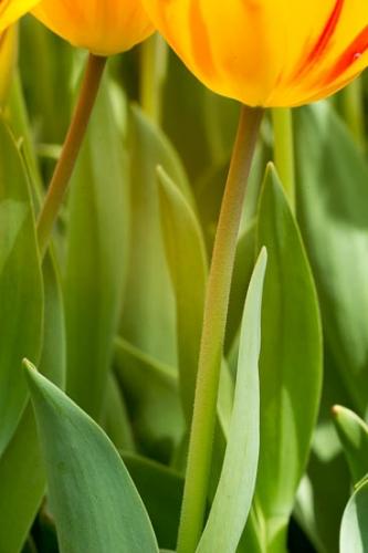 Bloom;Blossom;Close-up;Flower;Flowers;Petal;Plant;botanical;bud;flora;tulip