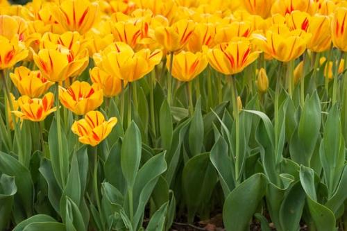 Bloom;Blossom;Close-up;Flower;Flowering;Flowers;Green;Orange;Petal;Petals;Plant;Plants;Red;Yellow;botanical;botanicals;botany;bud;flora;greenery;tulip