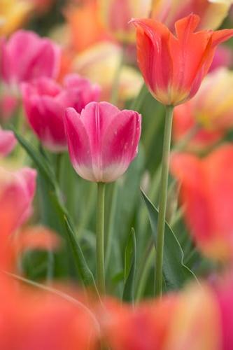 Bloom;Blossom;Close-up;Flower;Flowers;Petal;Plant;botanical;bud;flora;tulip