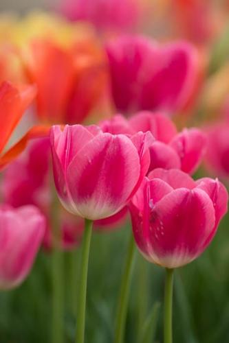 Bloom;Blossom;Close-up;Flower;Flowers;Petal;Plant;botanical;bud;flora;tulip