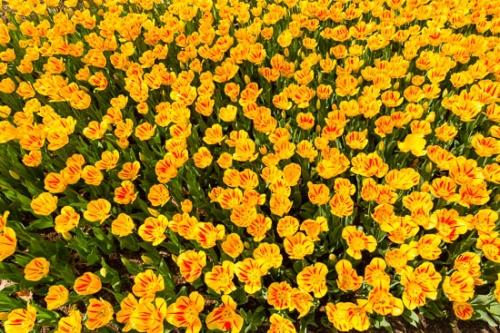 Abstract;Abstraction;Bloom;Blossom;Close-up;Elowers;Flower;Green;Orange;Pattern;Petal;Plant;Red;Yellow;botanical;bud;flora;tulip