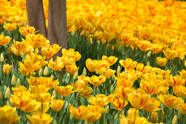 Bloom;Blossom;Blossoms;Botanical;Brown;Bud;Calm;Close-up;Floral;Floweret;Flowering;Flowers;Flowers & Plants;Gold;Healing;Health care;Healthcare;Nature;Pastoral;Petal;Plant;Tree;Yellow;bloom;flora;floral;flower;green;landscape;oneness;orange;peaceful;plant;plants;restful;serene;soothing;tranquil;trees;trunk;tulip;zen