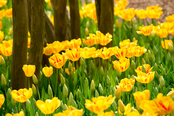 Bloom;Blossom;Blossoms;Botanical;Brown;Bud;Calm;Close-up;Floral;Floweret;Flowering;Flowers;Flowers & Plants;Gold;Healing;Health care;Healthcare;Nature;Pastoral;Petal;Plant;Tree;Yellow;bloom;flora;floral;flower;green;landscape;oneness;orange;peaceful;plant;plants;restful;serene;soothing;tranquil;trees;trunk;tulip;zen