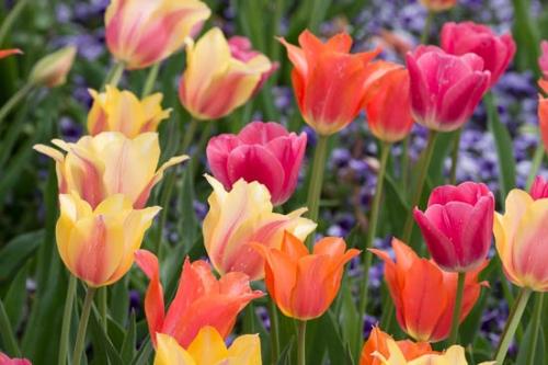 Bloom;Blossom;Close-up;Flower;Flowers;Petal;Plant;botanical;bud;flora;tulip