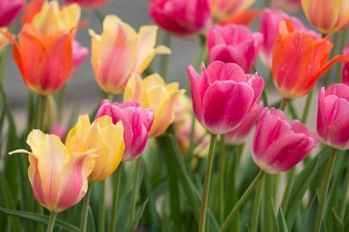 Bloom;Blossom;Close-up;Flower;Flowering;Flowers;Green;Magenta;Oneness;Orange;Pastoral;Peaceful;Petal;Petals;Pink;Plant;Red;Yellow;botanical;bud;flora;tulip;zen