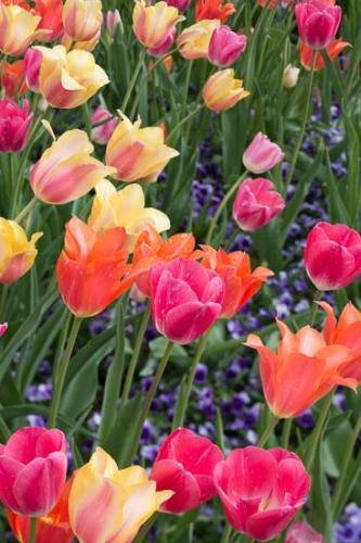 Bloom;Blossom;Close-up;Flower;Flowers;Petal;Plant;botanical;bud;flora;tulip