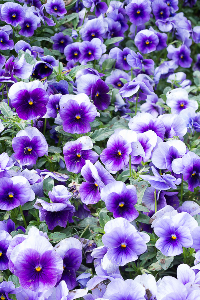 Bloom;Blossom;Blossoms;Botanical;Calm;Flora;Floral;Floweret;Flowering;Flowers;Flowers & Plants;Healing;Health care;Healthcare;Lavender;Macro;Nature;Pansy;Pastoral;Petal;Plant;Seasons;Spring;Springtime;bloom;botanicals;flora;floral;flower;green;oneness;pansies;peaceful;plant;plants;purple;restful;serene;soothing;tranquil;wildflower;zen