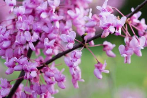 Bloom;Blossom;Blossoms;Branch;Branches;Close-up;Flower;Floweret;Flowering;Flowers;Healing;Health care;Healthcare;Macro;Magenta;Nature;Oneness;Peaceful;Petal;Pink;Plant;Purple;Red Bud;Redbud;Spring;Springtime;bloom;botanical;botanicals;bud;calm;flora;floral;lavendar;limbs;restful;serene;soothing;tranquil;tree limbs;zen