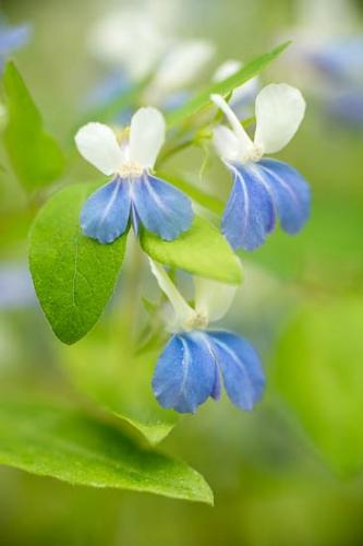 Bloom;Blossom;Blossoms;Blue;Blue-eyed Mary;Close-up;Flower;Floweret;Flowering;Flowers;Green;Oneness;Petal;Petals;Taylor Hollow;White;Wildflower;bloom;botanical;flora;floral;sumi-e;zen