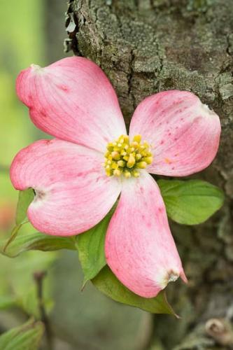 Bloom;Blossom;Blossoms;Close-up;Dogwood;Flower;Floweret;Flowering;Flowers;Green;Leaves;Petal;Petals;Pink;Tree;Trunk;bark;bloom;bud;flora;floral