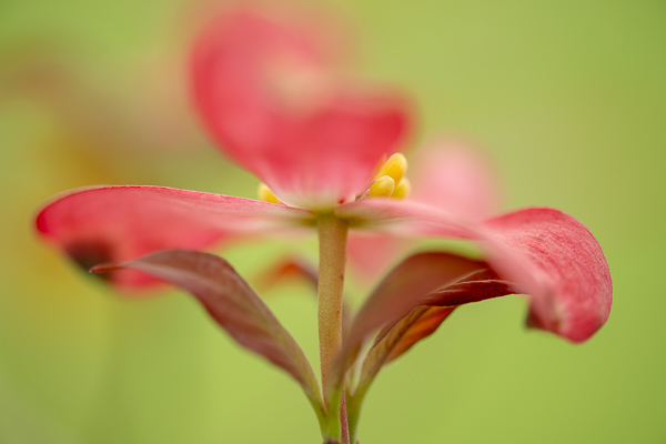 Bloom;Blossom;Blossoms;Botanical;Calm;Close-up;Flora;Floral;Floweret;Flowering;Flowers;Flowers & Plants;Healing;Health care;Healthcare;Macro;Minimalism;Nature;Pastoral;Petal;Pink;Plant;Seasons;Spring;Springtime;Yellow;bloom;botanicals;flora;floral;flower;green;oneness;peaceful;plants;restful;serene;soothing;tranquil;zen