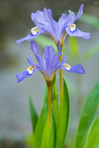 Bloom;Blossom;Blue;Close-up;Flower;Flowers;Green;Lavender;Obed Wild and Scenic Riverway;Petal;Purple;Wildflower;Yellow;crested dwarf iris;dwarf crested iris;flora;obed;zen