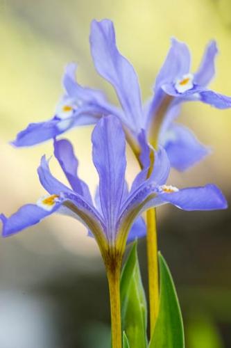 Bloom;Blossom;Blue;Close-up;Flower;Flowers;Green;Obed Wild and Scenic Riverway;Petal;Petals;Purple;Wildflower;Yellow;crested dwarf iris;dwarf crested iris;flora;obed;tulip
