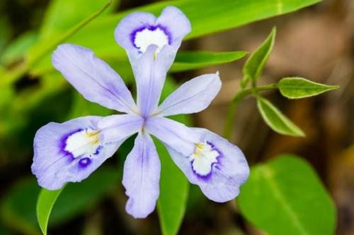 Bloom;Blossom;Blue;Close-up;Flower;Flowers;Green;Lavender;Obed Wild and Scenic Riverway;Petal;Purple;Wildflower;Yellow;crested dwarf iris;dwarf crested iris;flora;obed;zen