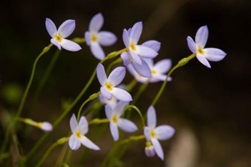 Bloom;Blossom;Blue;Bluets;Close-up;Flower;Flowers;Green;Obed Wild and Scenic Riverway;Petal;Wildflower;Yellow;flora;obed;zen